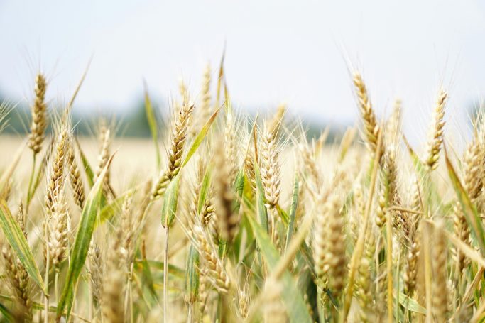 Wheat, Barley, Rye, Oats